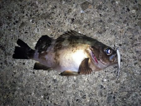 メバルの気持ちは分からない・・・